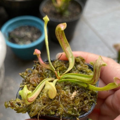 Sarracenia Hydra - Trumpet Pitcher Plant 