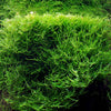 Taxiphyllum barbieri 'Java moss' - Tissue Culture Cup