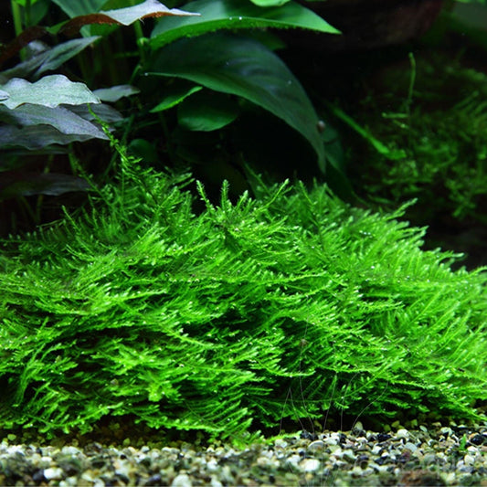 Taxiphyllum sp. 'Spiky Moss' - Small Tub