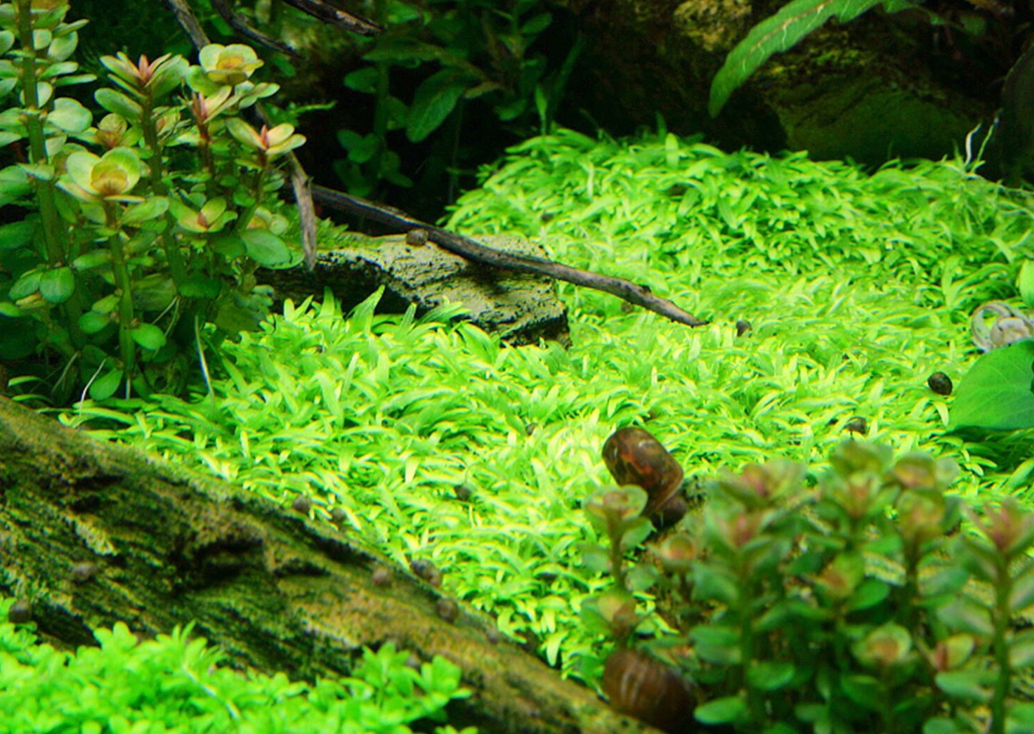 Utricularia graminifolia 'Grass-Leaved Bladderwort' 